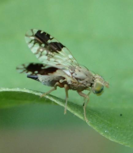 Tephritis separata